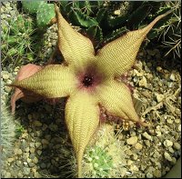 Stapelia grandiflora du jardin